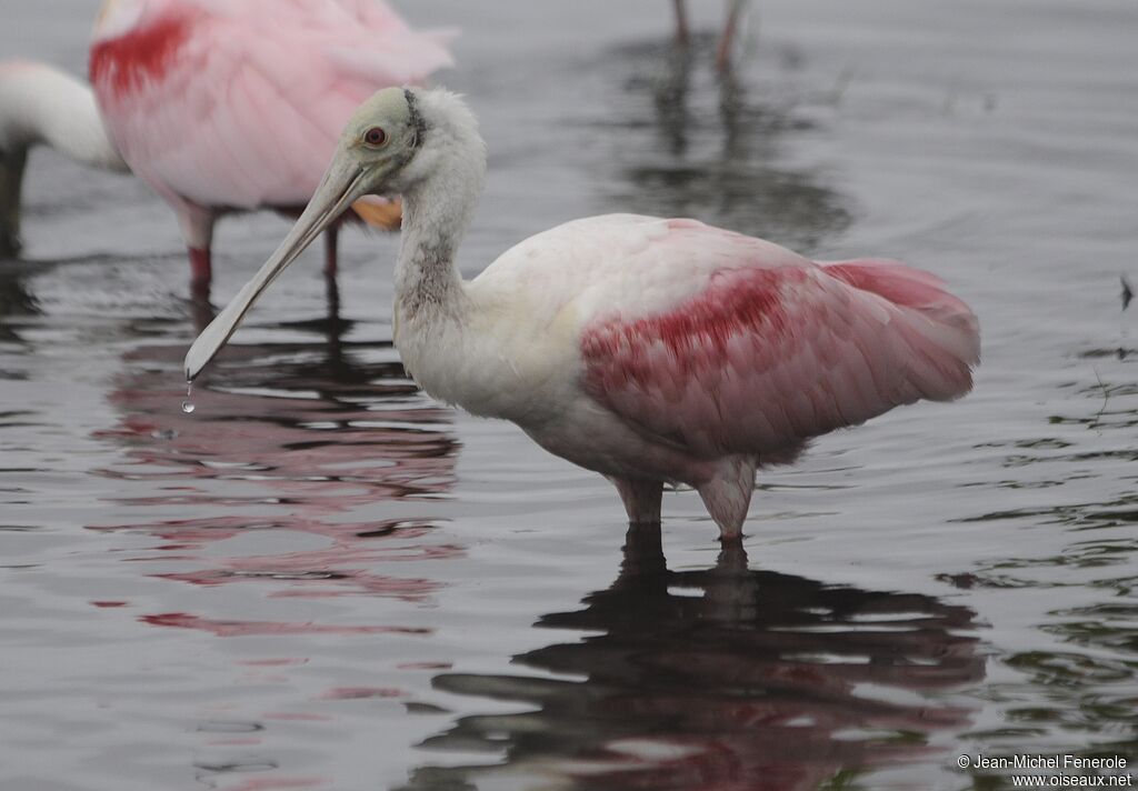 Roseate Spoonbill