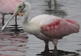 Roseate Spoonbill