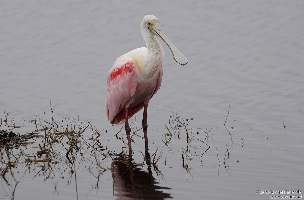 Roseate Spoonbill