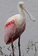 Roseate Spoonbill