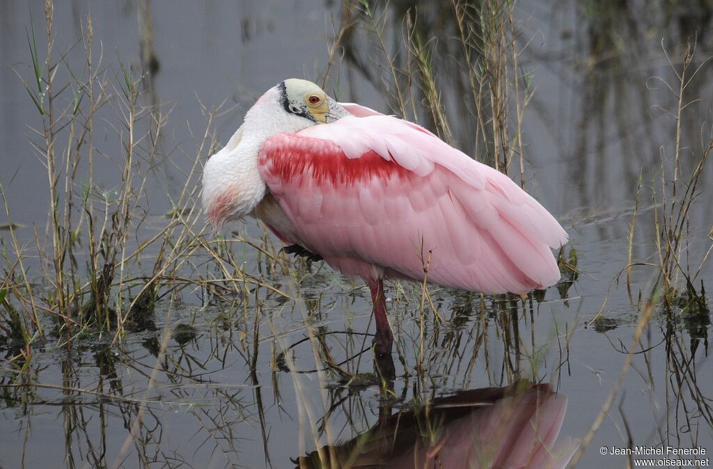 Roseate Spoonbill