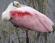 Roseate Spoonbill