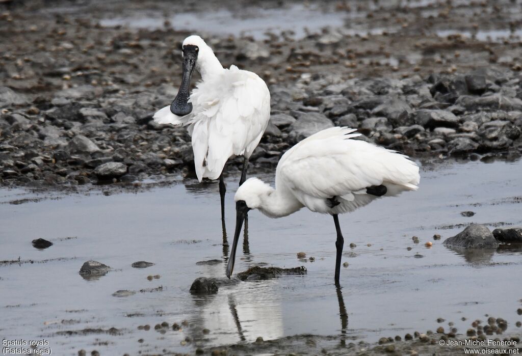 Royal Spoonbill