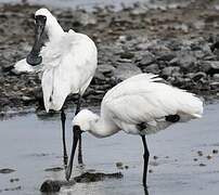 Royal Spoonbill