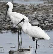 Royal Spoonbill