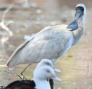 Royal Spoonbill