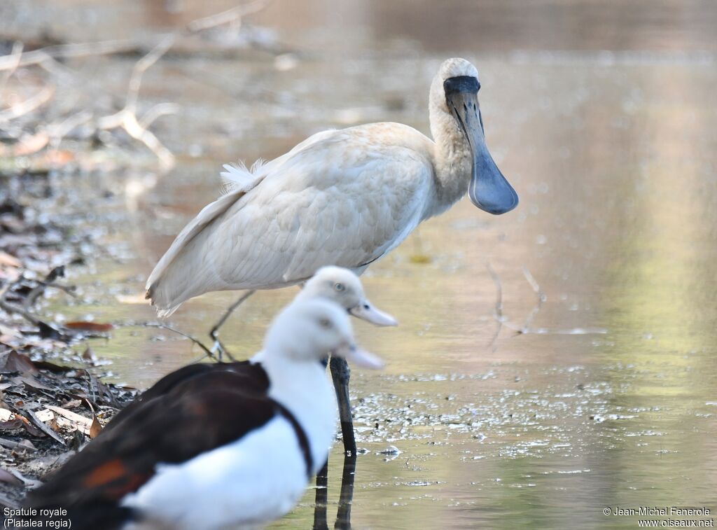 Royal Spoonbill