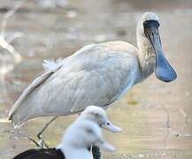 Royal Spoonbill