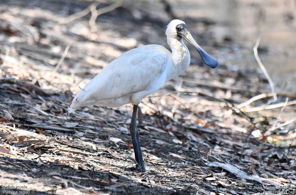 Royal Spoonbill