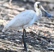 Royal Spoonbill