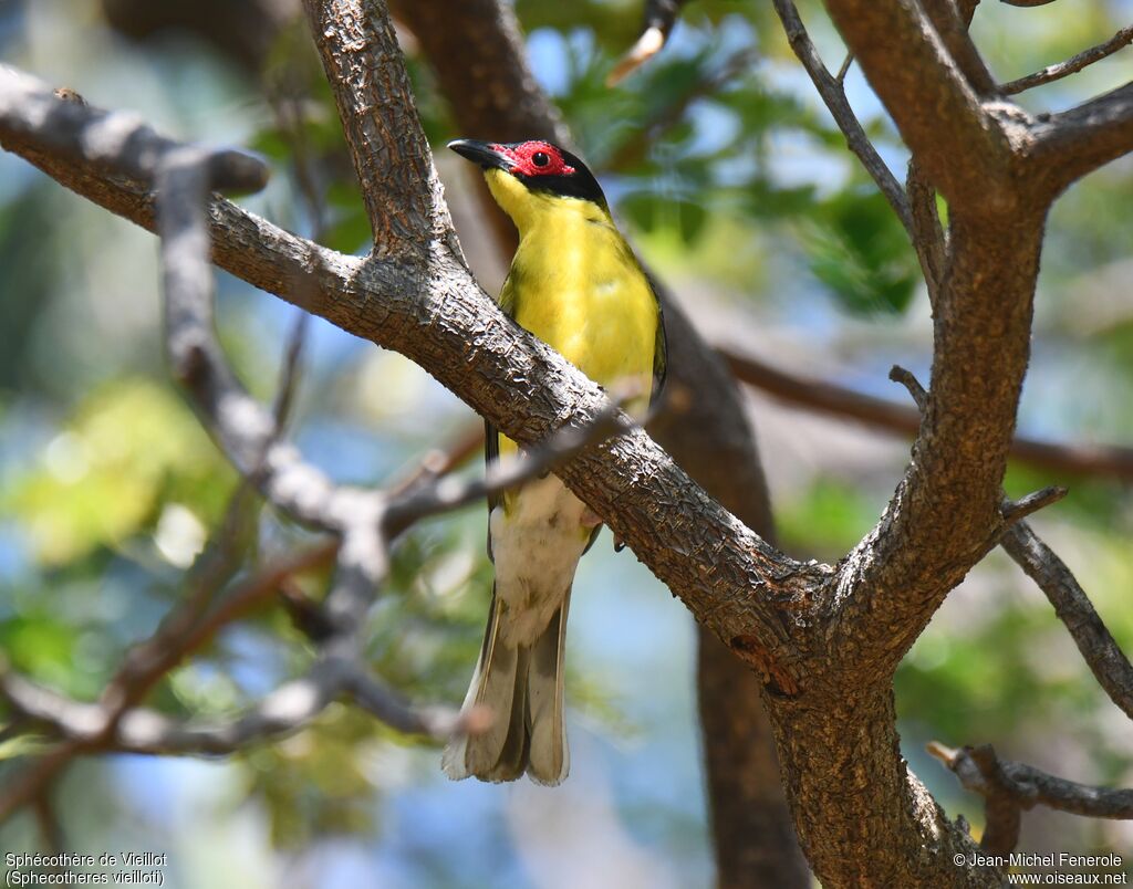 Australasian Figbird