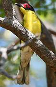 Australasian Figbird