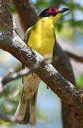 Australasian Figbird