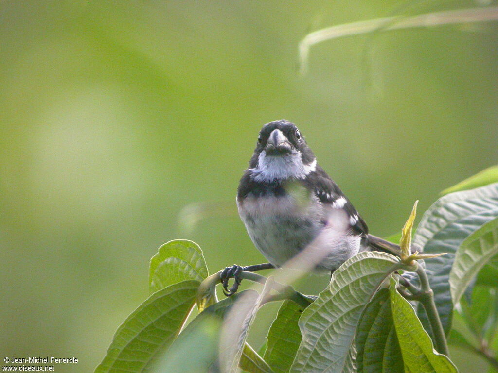 Wing-barred Seedeater