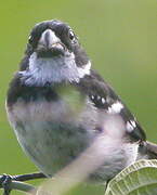 Wing-barred Seedeater