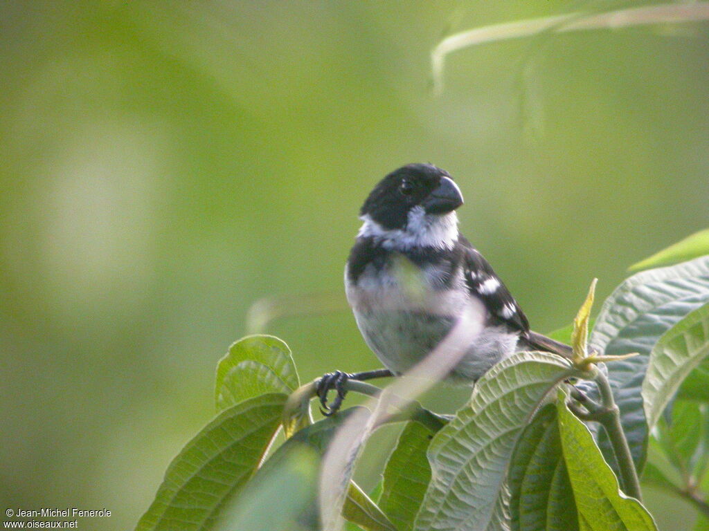 Wing-barred Seedeater