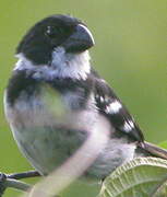 Wing-barred Seedeater