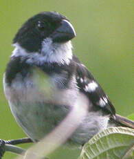 Sporophile à ailes blanches