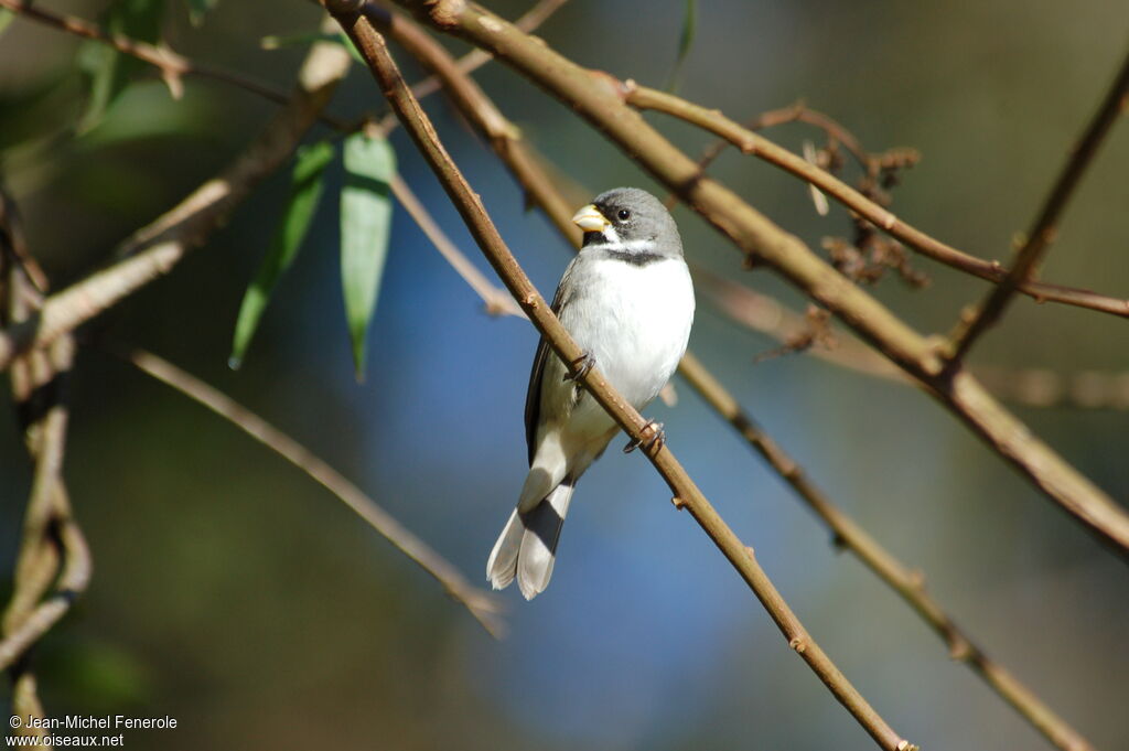 Double-collared Seedeater