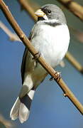 Double-collared Seedeater