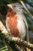 Chestnut-bellied Seedeater