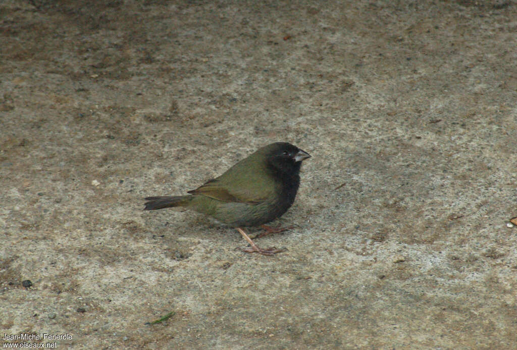 Black-faced Grassquit male adult