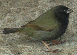 Black-faced Grassquit