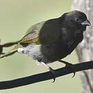 Sporophile cici