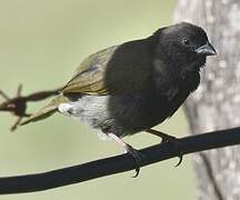 Black-faced Grassquit