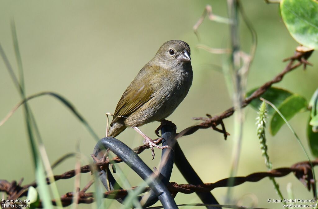 Black-faced Grassquit female