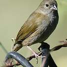 Sporophile cici