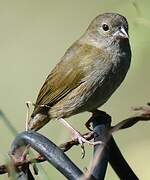 Black-faced Grassquit