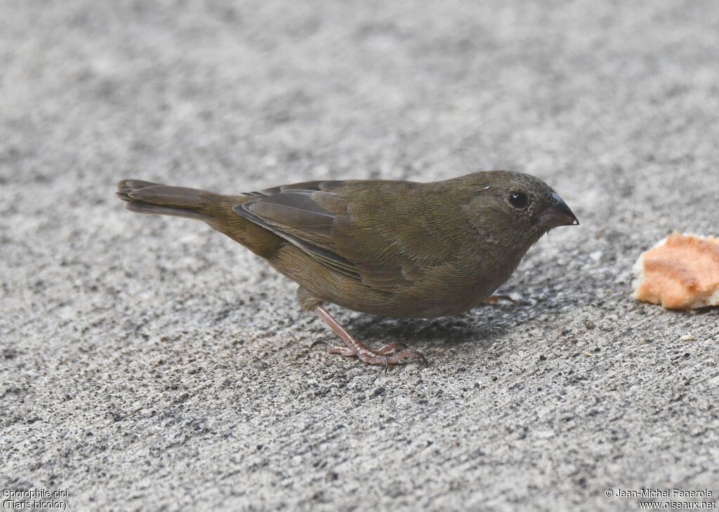 Black-faced Grassquit female