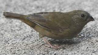 Black-faced Grassquit