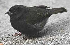 Black-faced Grassquit