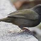 Sporophile cici