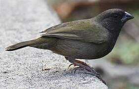 Black-faced Grassquit