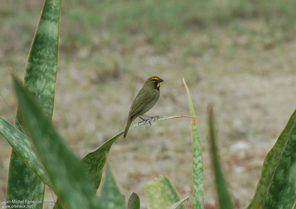 Yellow-faced Grassquit male adult, identification