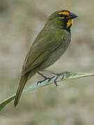 Yellow-faced Grassquit