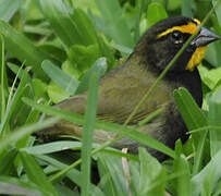 Yellow-faced Grassquit