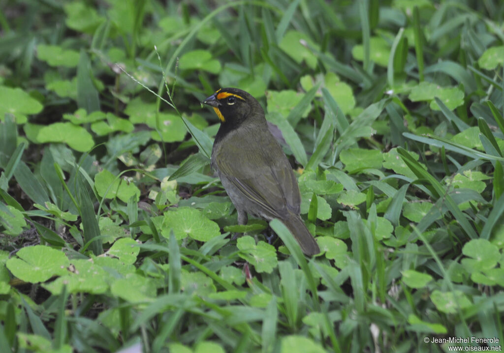 Yellow-faced Grassquit