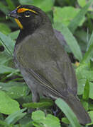 Yellow-faced Grassquit