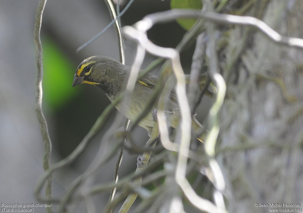 Yellow-faced Grassquit