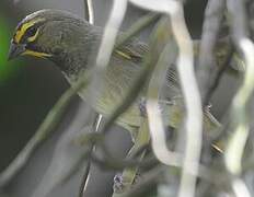 Yellow-faced Grassquit