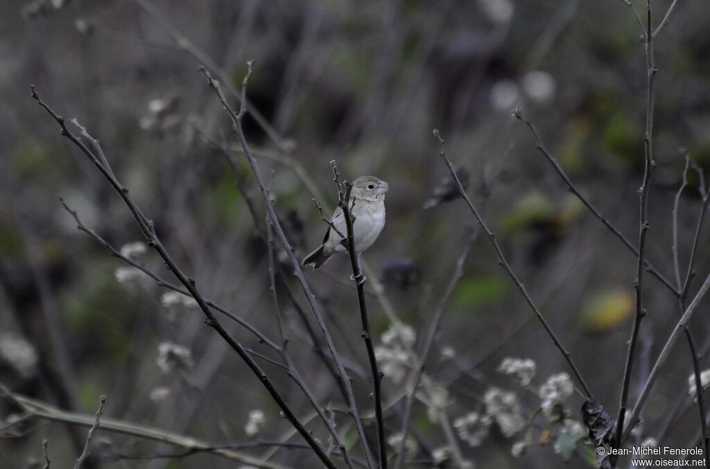 Parrot-billed Seedeater female