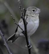 Parrot-billed Seedeater