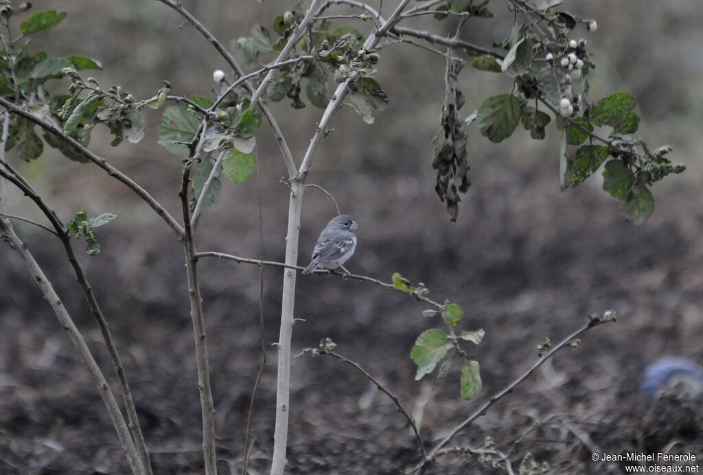 Parrot-billed Seedeater male