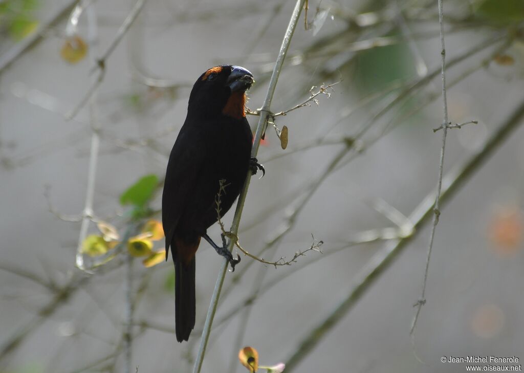 Greater Antillean Bullfinch