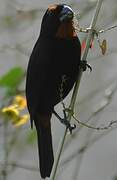 Greater Antillean Bullfinch