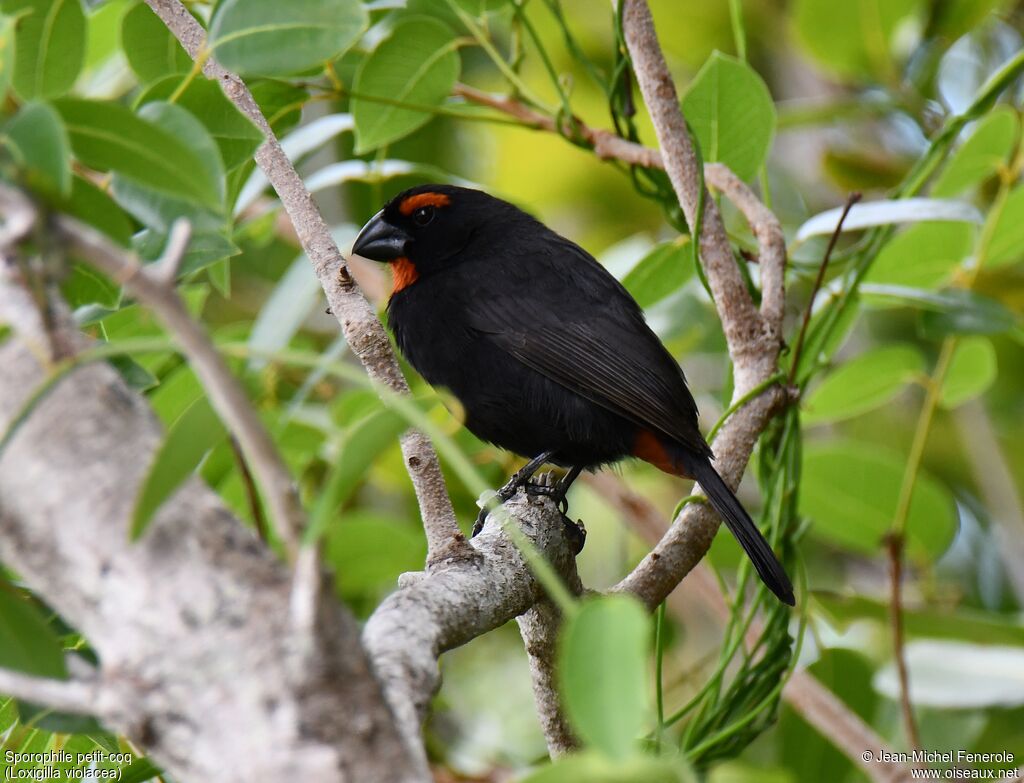 Greater Antillean Bullfinch